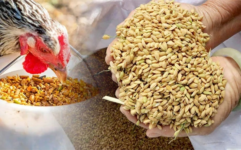 Chế độ dinh dưỡng giúp gà chiến phát triển toàn diện