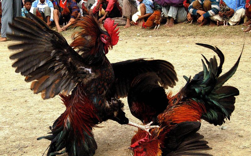 Sự khác biệt hoàn toàn so với đá gà truyền thống