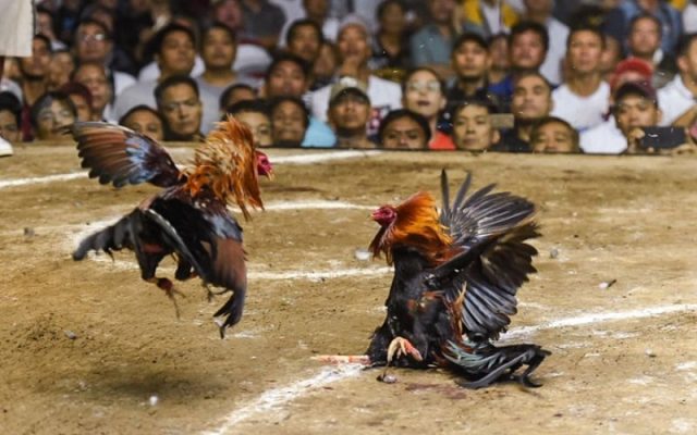 Tại sao đá gà cựa dao lại thu hút sự quan tâm của giới mộ điệu?