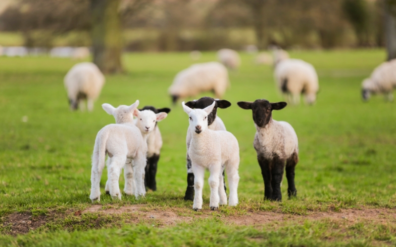 Vai trò của con giống trong chăn nuôi năng suất cao